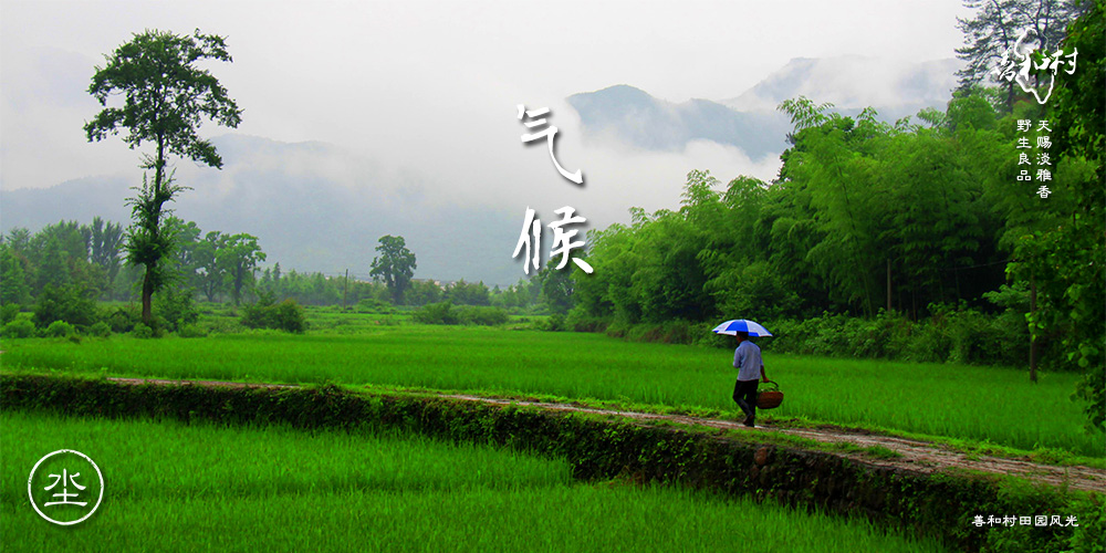 善和村山茶油